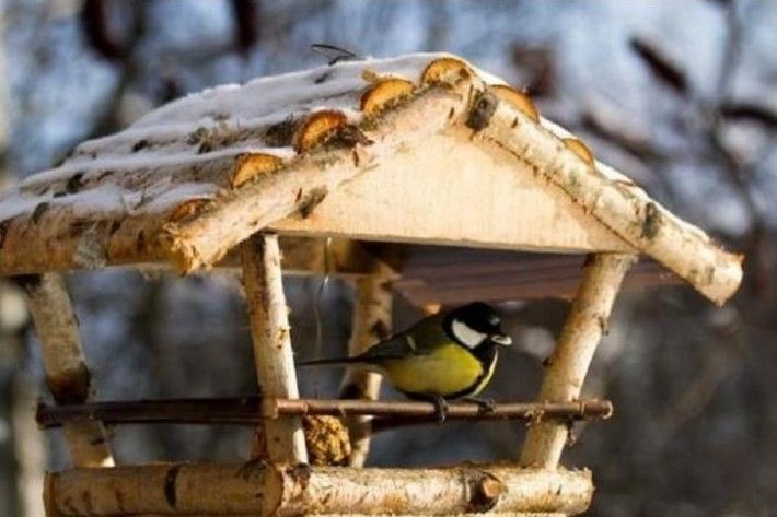 Чому пташки не летять у годівнички – роз’яснення чернігівського зоолога