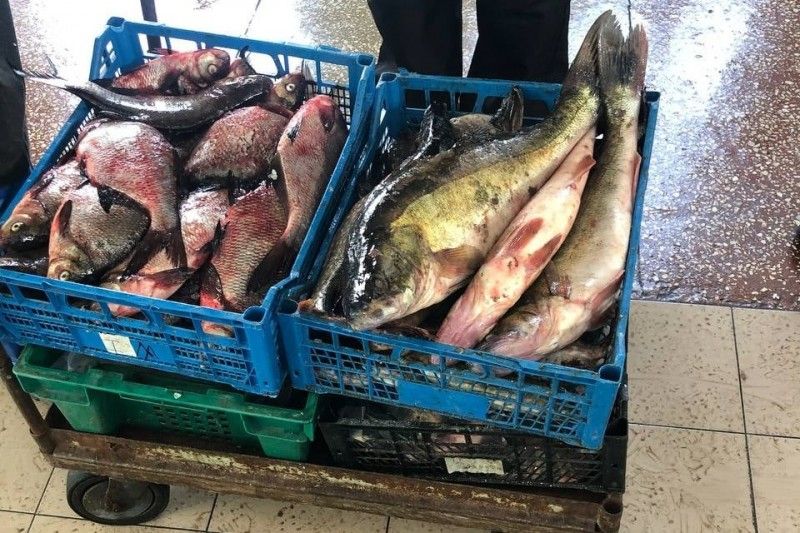 На Центральному ринку в Чернігові екоінспектори вилучили 62 кг риби