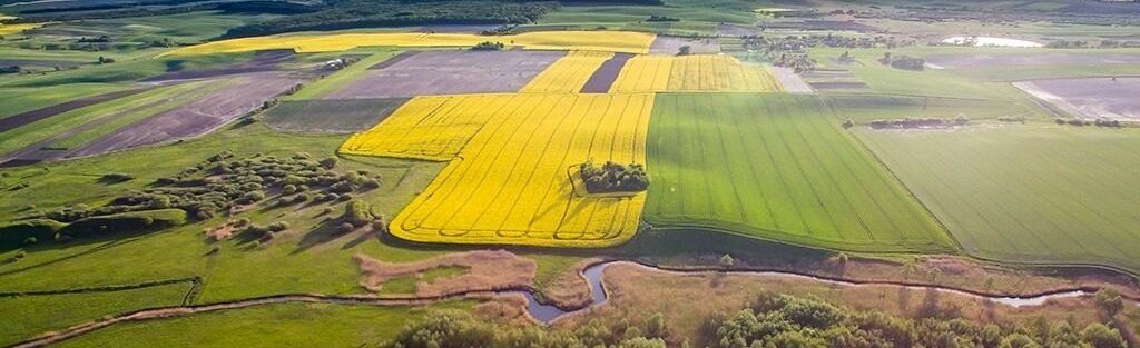 Земельний «фокус» на 50 гектарів. У Чернігівській області приватизували поле за пів ціни