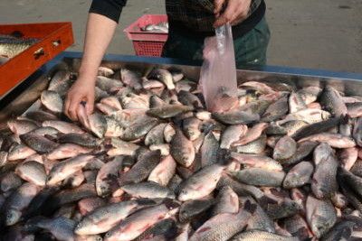 У 2020 році на ринки Чернігівщини поставлено понад 300 тонн риби