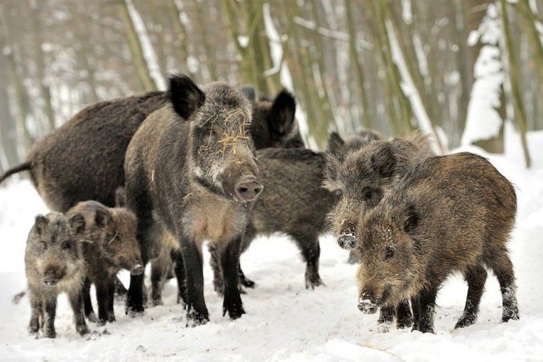 До кінця лютого на Чернігівщині порахують оленів, кабанів, вовків та інших хижаків