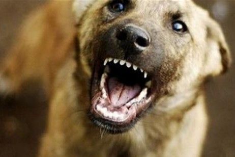 У громаді на Чернігівщині попереджають про ризик зустрічі з агресивними собаками