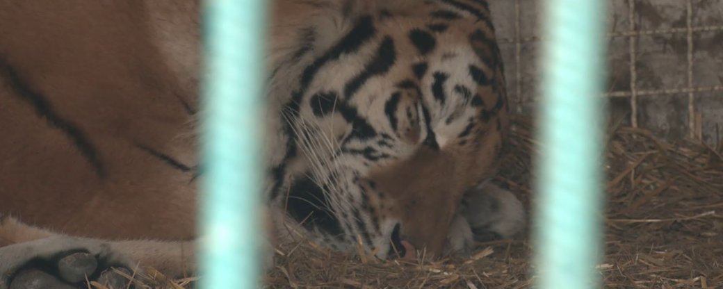 Тигр Шакура раніше не проявляв агресії: подробиці трагедії в зоопарку на Чернігівщині