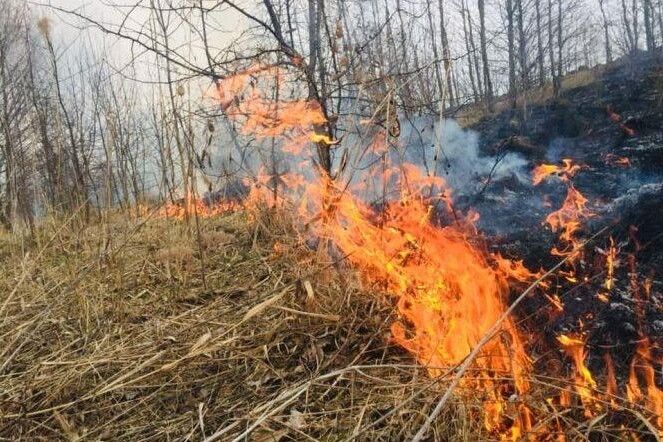 На Чернігівщині горить болото (Відеофакт)