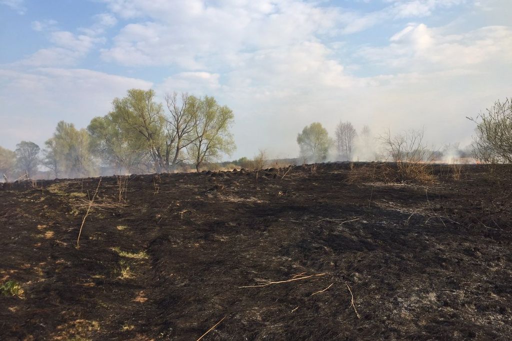 Через випалювання сухостою на Чернігівщині вигоріло 100 гектарів землі та загинула жінка