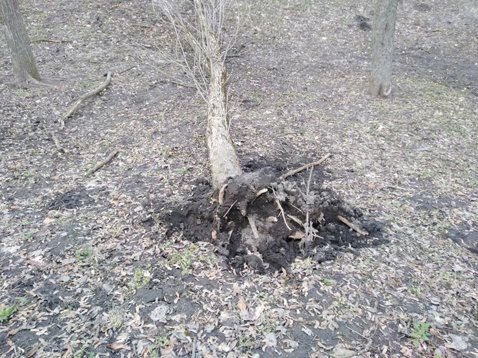 На Валу впало дерево та пошкодило лінію електромережі (ФОТО)