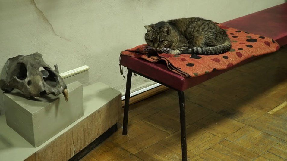 Серед бивнів мамонтів, картин та скульптур: як живуть пухнасті співробітники чернігівських музеїв