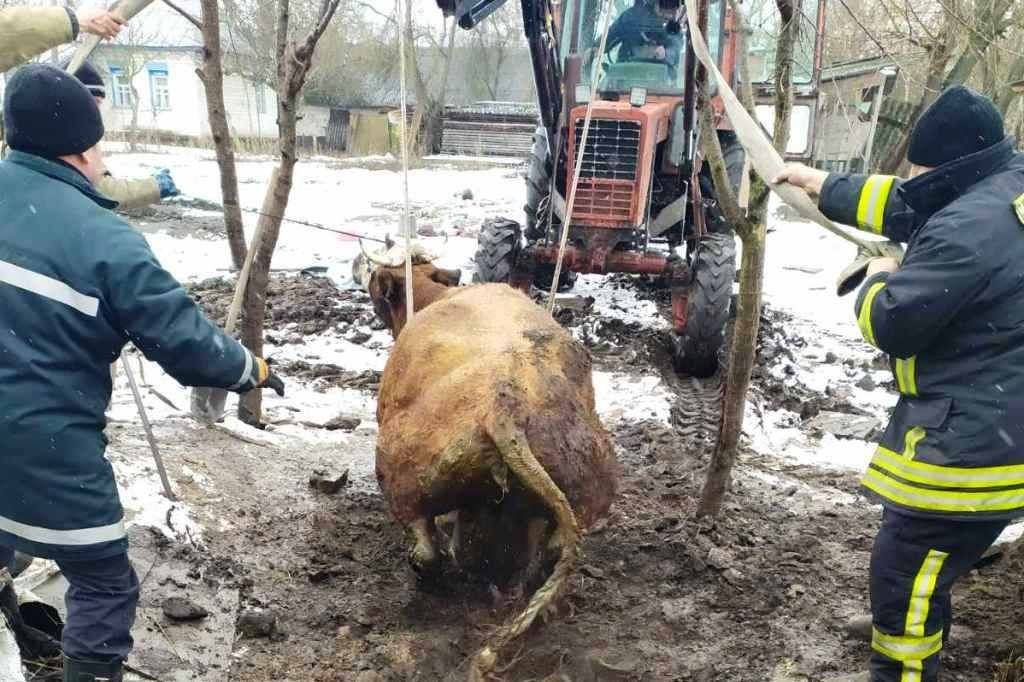 У глибоку яму для свердловини на Чернігівщині провалилася корова