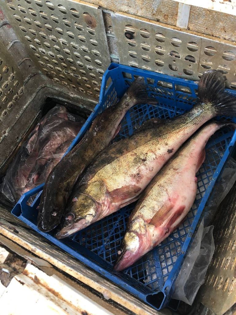 Риба без документів: на Центральному ринку Чернігова горе-рибалці виписали адмінпротокол