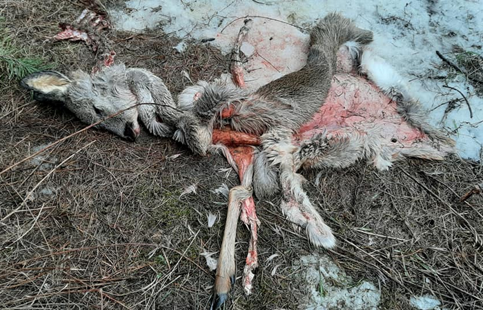 Двох вагітних косуль вбили браконьєри на Чернігівщині (18+)