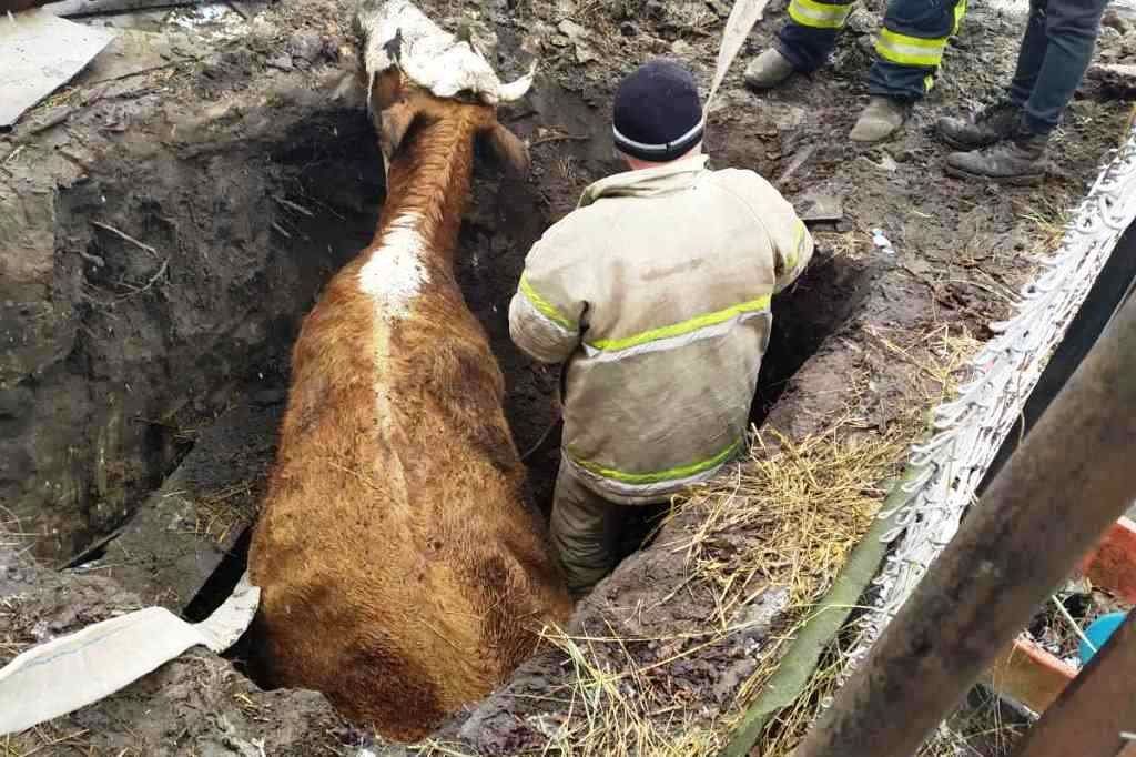 У глибоку яму для свердловини на Чернігівщині провалилася корова