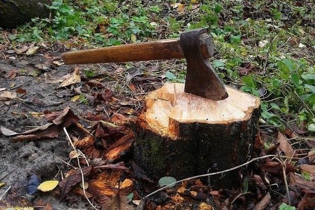 У лісгоспі на Чернігівщині незаконно вирубали 600 дерев