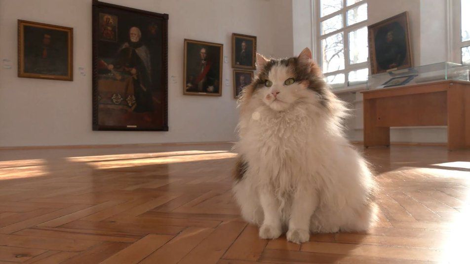 Серед бивнів мамонтів, картин та скульптур: як живуть пухнасті співробітники чернігівських музеїв