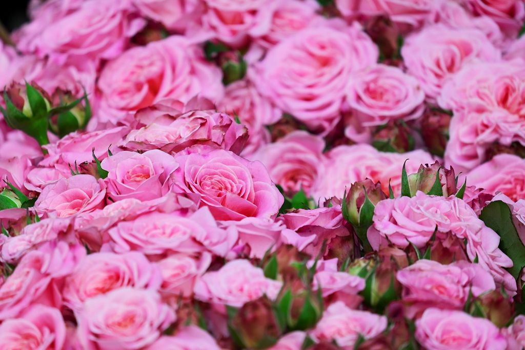 Самые красивые букеты из роз в честь праздника весны и женственности
