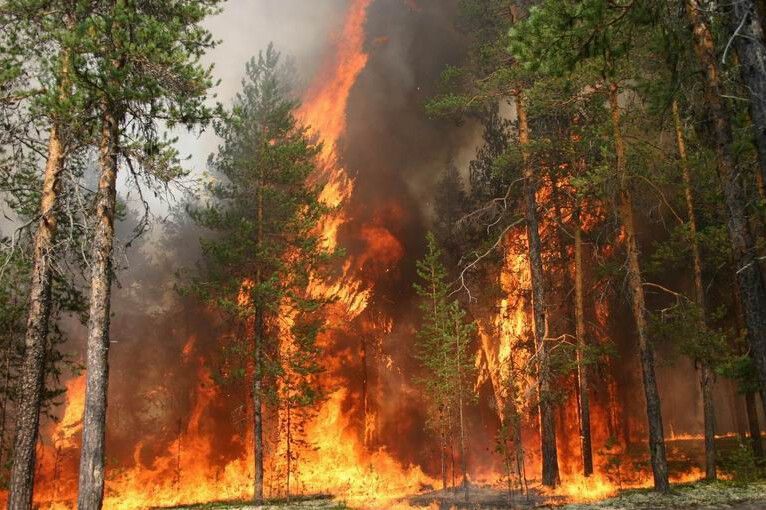 Мінералізовані смуги захищають ліси на Чернігівщині від пожежі