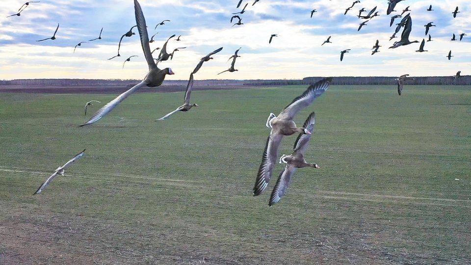 Піт-стоп для білолобих гусей на Чернігівщині: унікальні кадри від працівників лісгоспу (ФОТО)