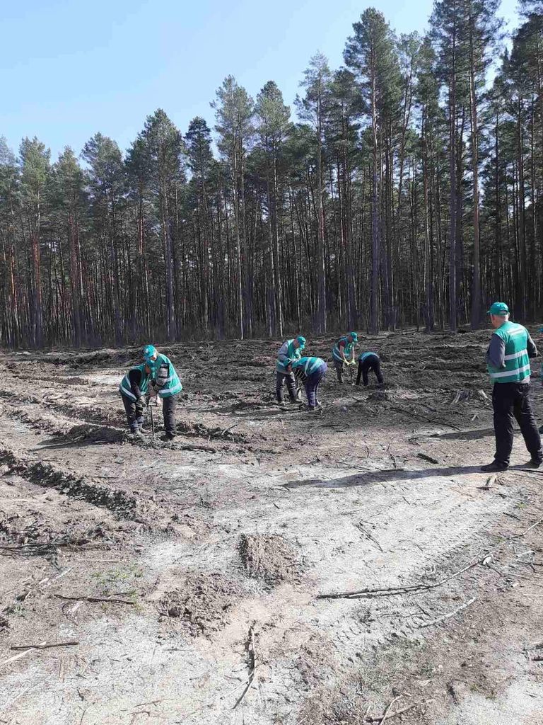 Більше мільйона дерев планують посадити цього року на Чернігівщині