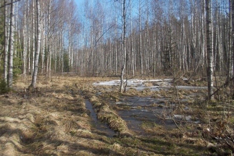 Чернігівщину ще підморозить: прогноз погоди на п’ятницю