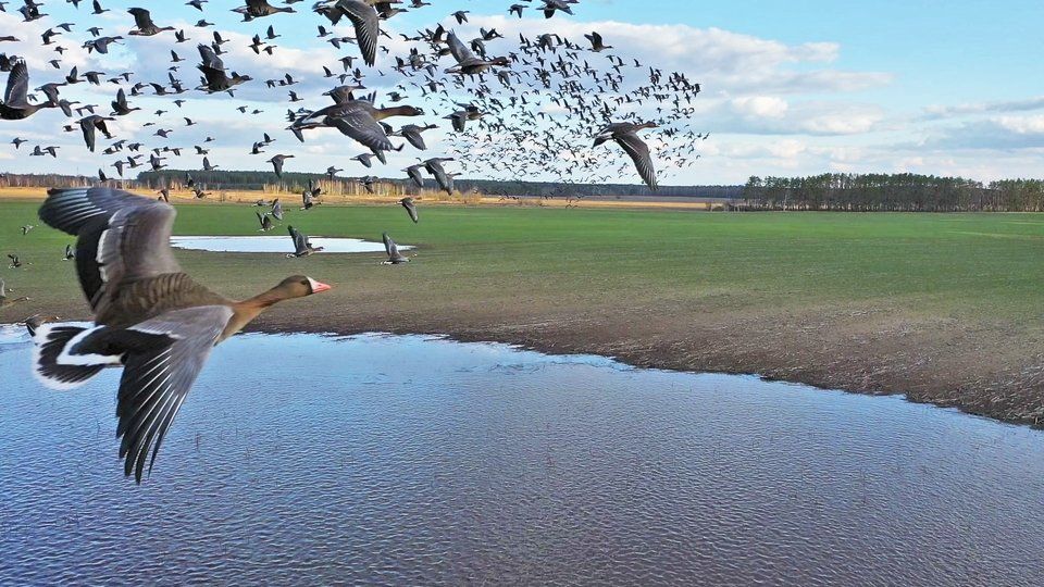 Піт-стоп для білолобих гусей на Чернігівщині: унікальні кадри від працівників лісгоспу (ФОТО)