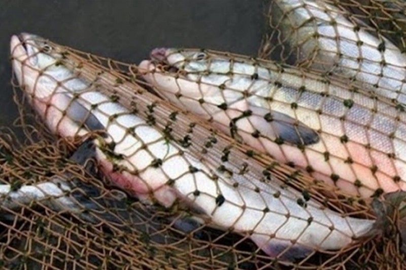 Рік позбавлення волі загрожує жителю Чернігівщини за браконьєрський вилов риби