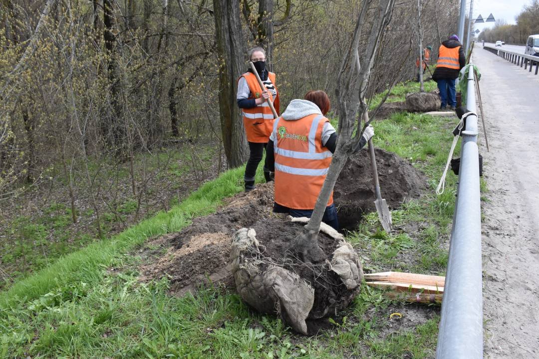 Пам'яті загиблих чернігівців на сході України: на в'їзді до Чернігова висадили дубову алею