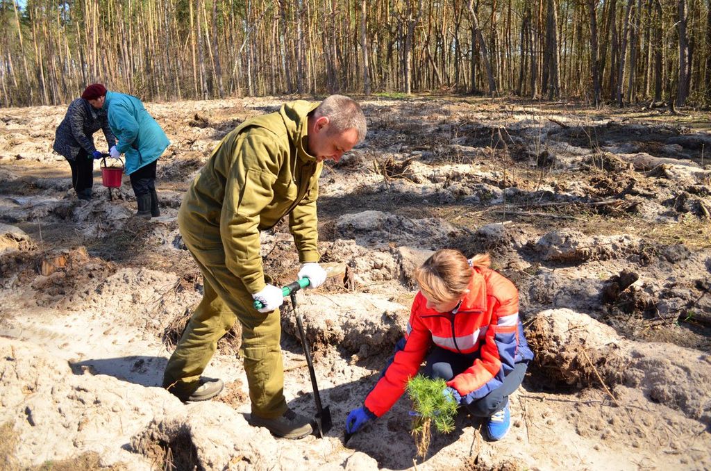 Майже 150 000 дерев висадили на Чернігівщині