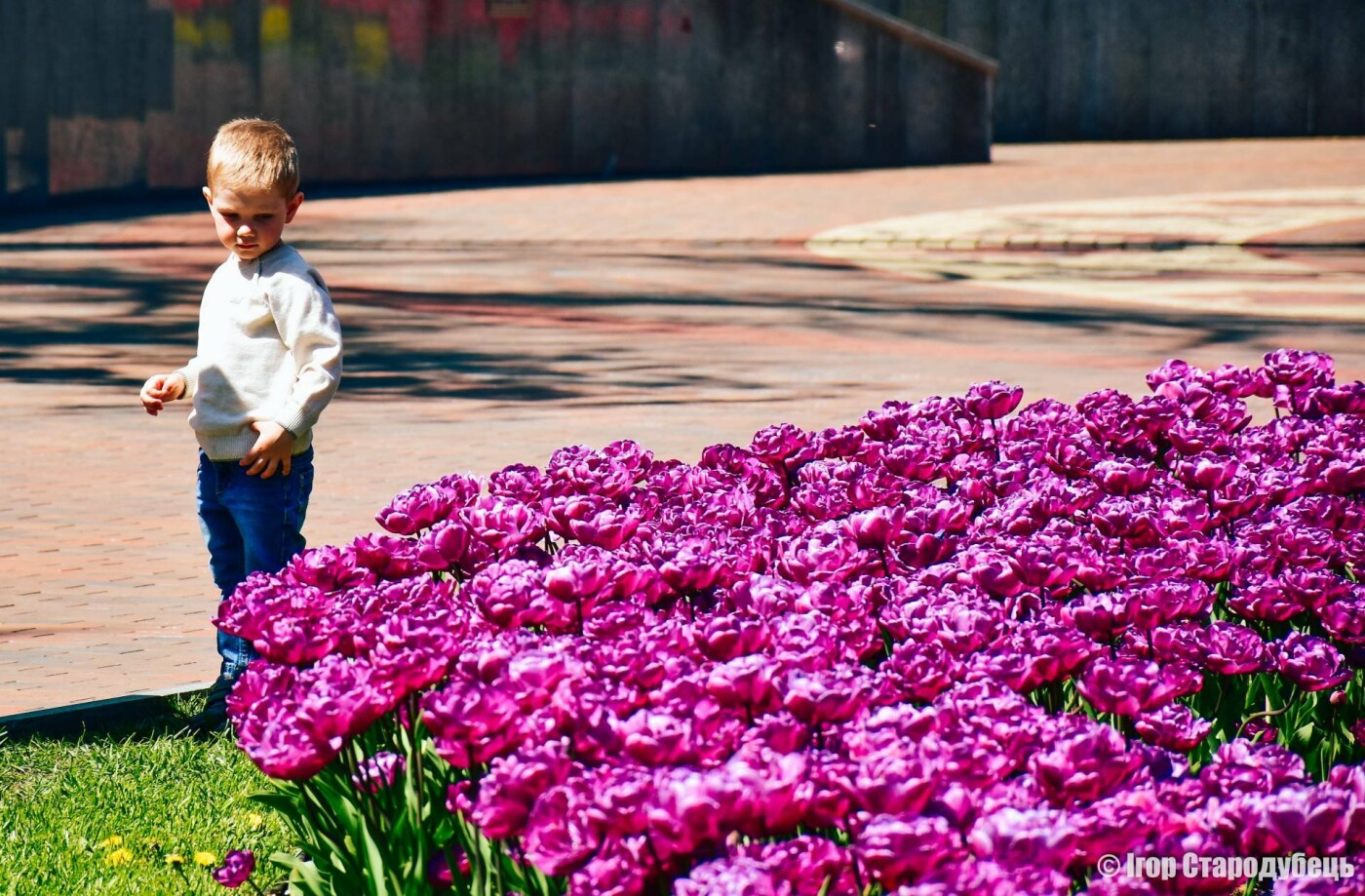 Сакури, магнолії, тюльпани: як виглядає квітучий Чернігова (ФОТО)