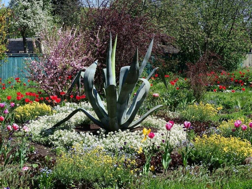 В саду Михайла Коцюбинського у Чернігові росте рідкісна рослина – агава