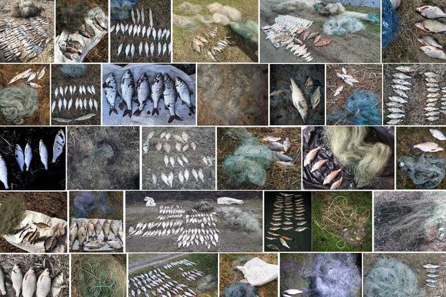 Чернігівським рибоохоронним патрулем упродовж квітня вилучено понад 300 кг незаконно добутої риби