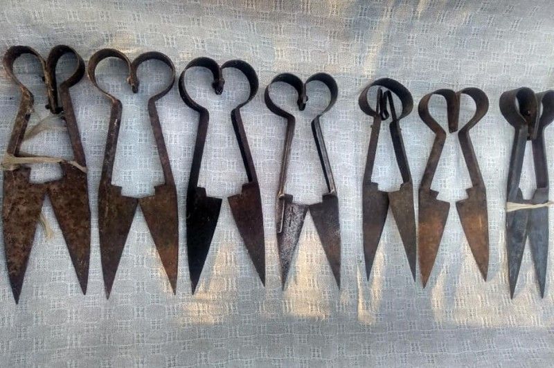 Житель Чернігівщини зібрав колекцію ножиць для стрижки овець (Фото)