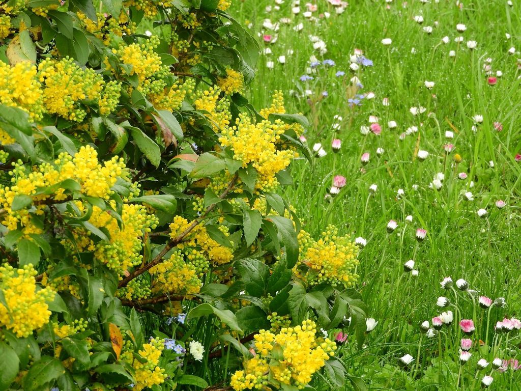 В саду Михайла Коцюбинського у Чернігові росте рідкісна рослина – агава