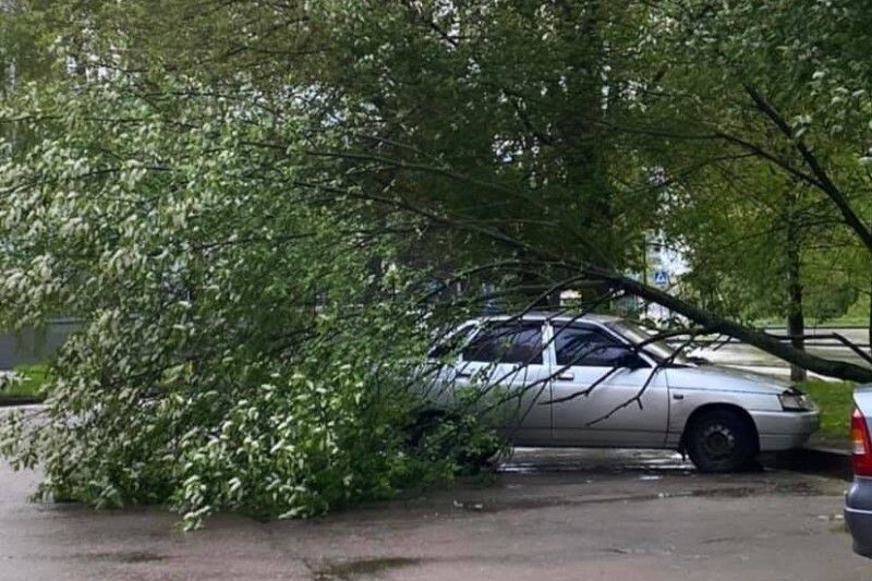 У Чернігові на вулиці Гончій на автівку впало дерево (Фотофакт)