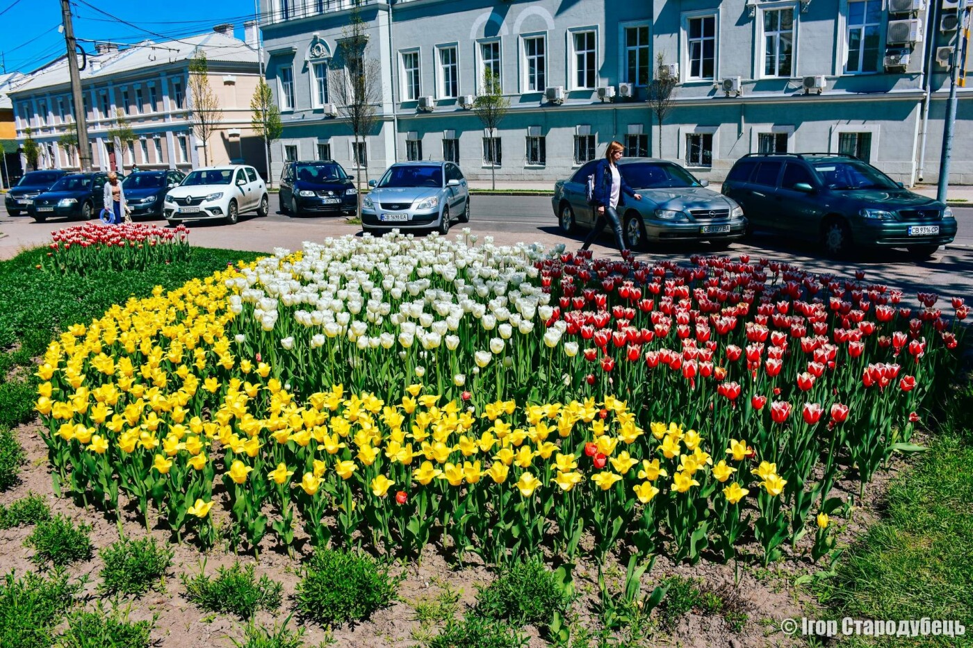 Сакури, магнолії, тюльпани: як виглядає квітучий Чернігова (ФОТО)