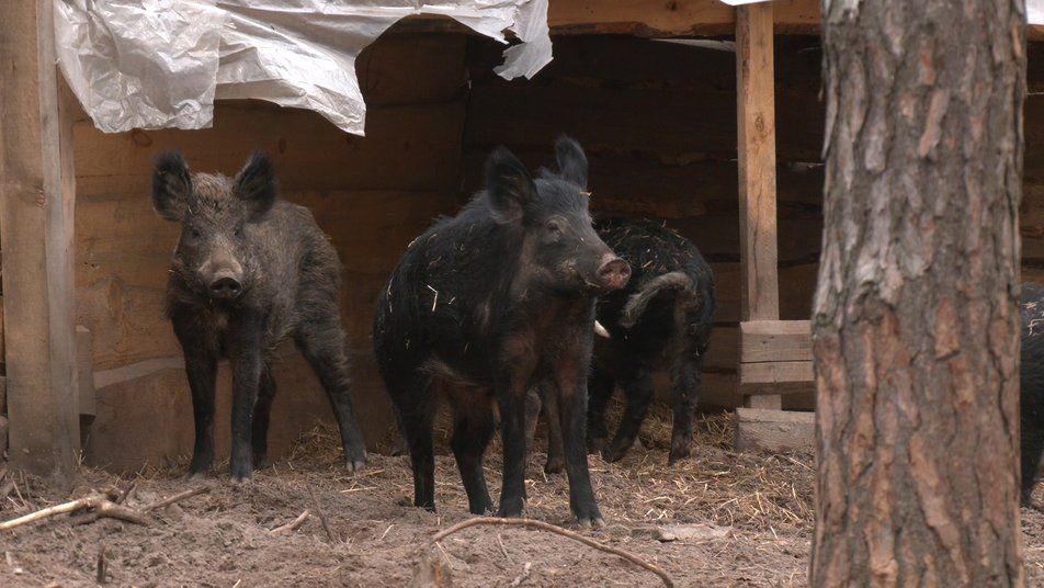 Три десятки диких кабанів випустили в ліси на Чернігівщині
