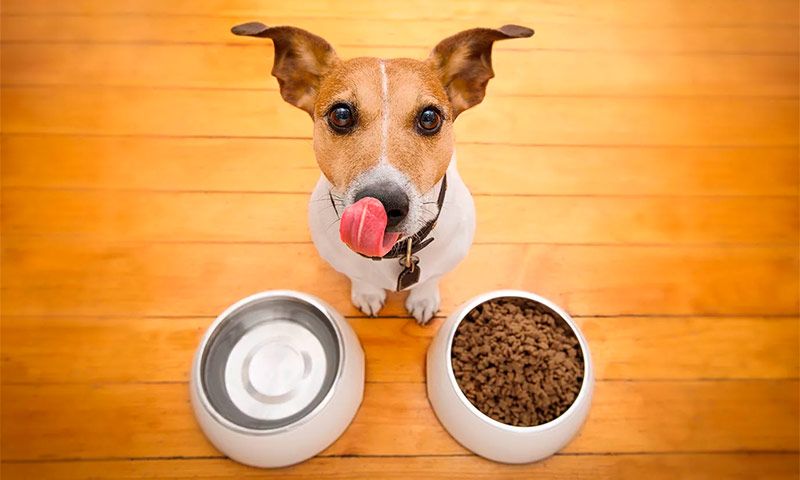 Как подобрать сухой корм для свой собаки