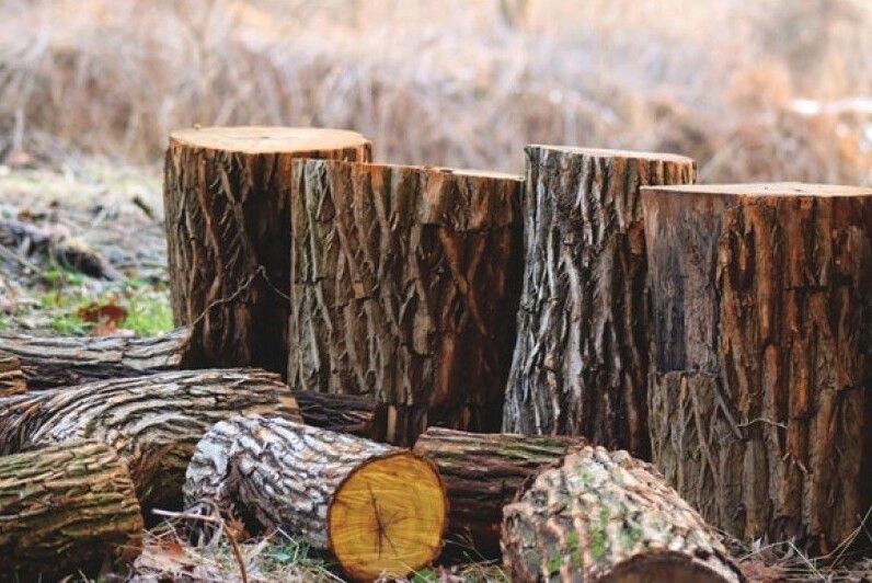 Лісгосп має сплатити 450 тисяч гривень за незаконну вирубку дерев на Чернігівщині