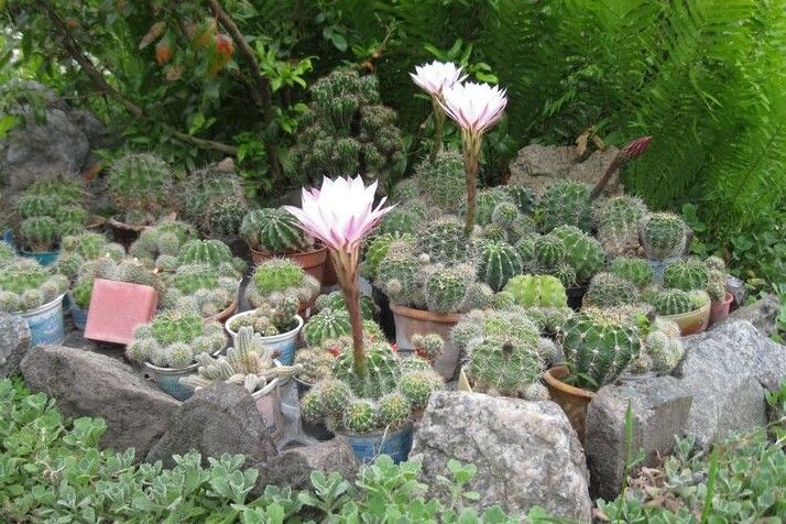 У саду музею Коцюбинського квітнуть кактуси (Фотофакт)