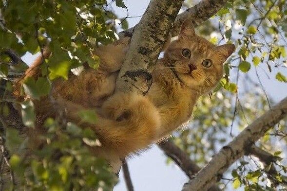 Чернігівські надзвичайники дістали з дерева кота