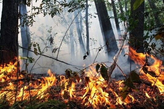 На Чернігівщині оголосили найвищий рівень пожежної небезпеки
