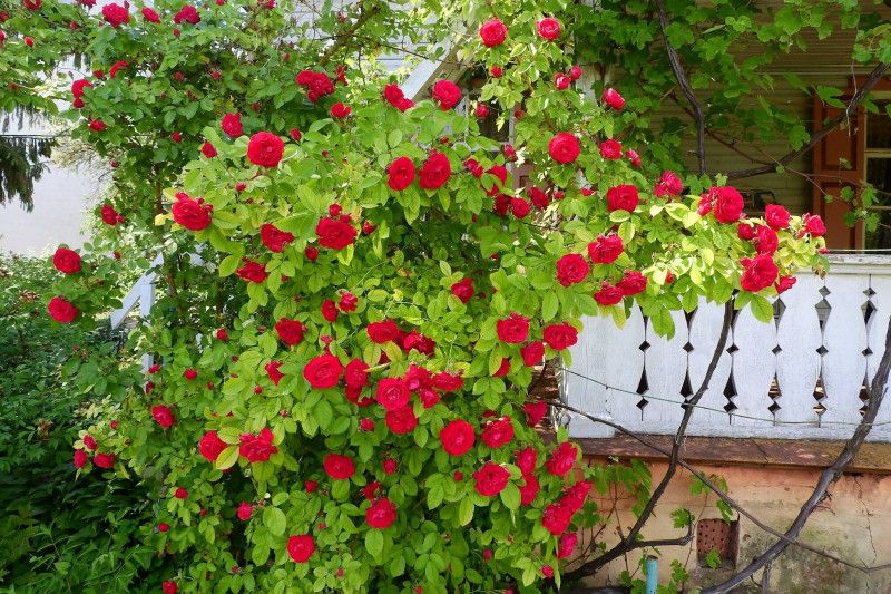 У «квітковому раю» Чернігова зацвітають троянди