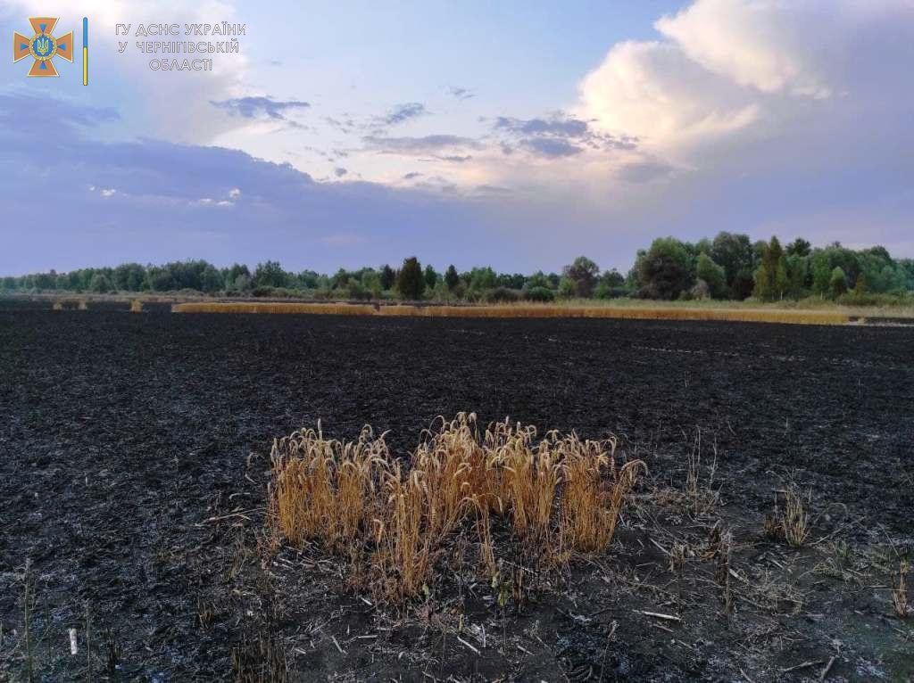 На Чернігівщині згоріло 55 га пшениці (ФОТО)