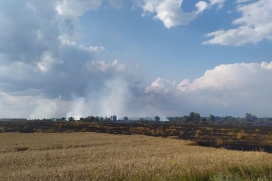На Чернігівщині пожежа охопила 55 га пшеничного поля
