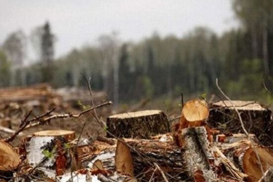 Райагролісгосп відшкодував понад 450 тис. грн збитків, завданих незаконною порубкою лісу