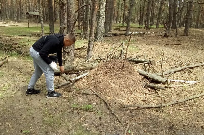 На Чернігівщині захищають місця, заселені мурахами