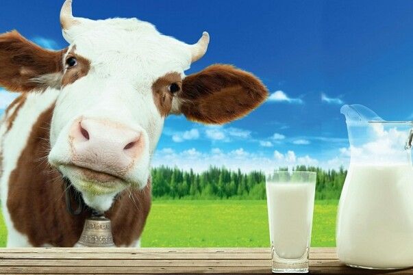 На Чернігівщині пройде фестиваль молока