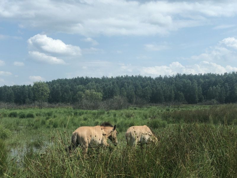 Селфі з буйволами і обнімашки із шотландцями: діти з Сновщини побували в еко-парку (Фото)