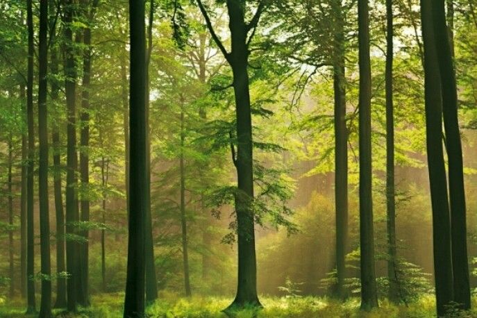 Прокуратура вимагає у лісгоспу на Чернігівщині забезпечити збереження ботанічного заказника