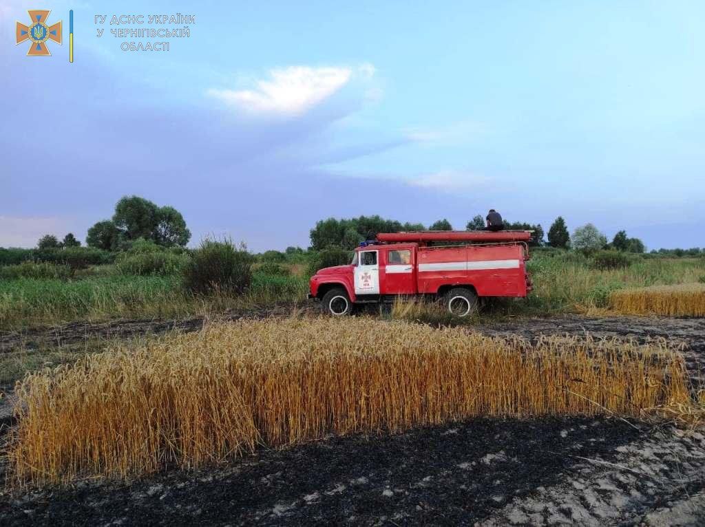 На Чернігівщині згоріло 55 га пшениці (ФОТО)