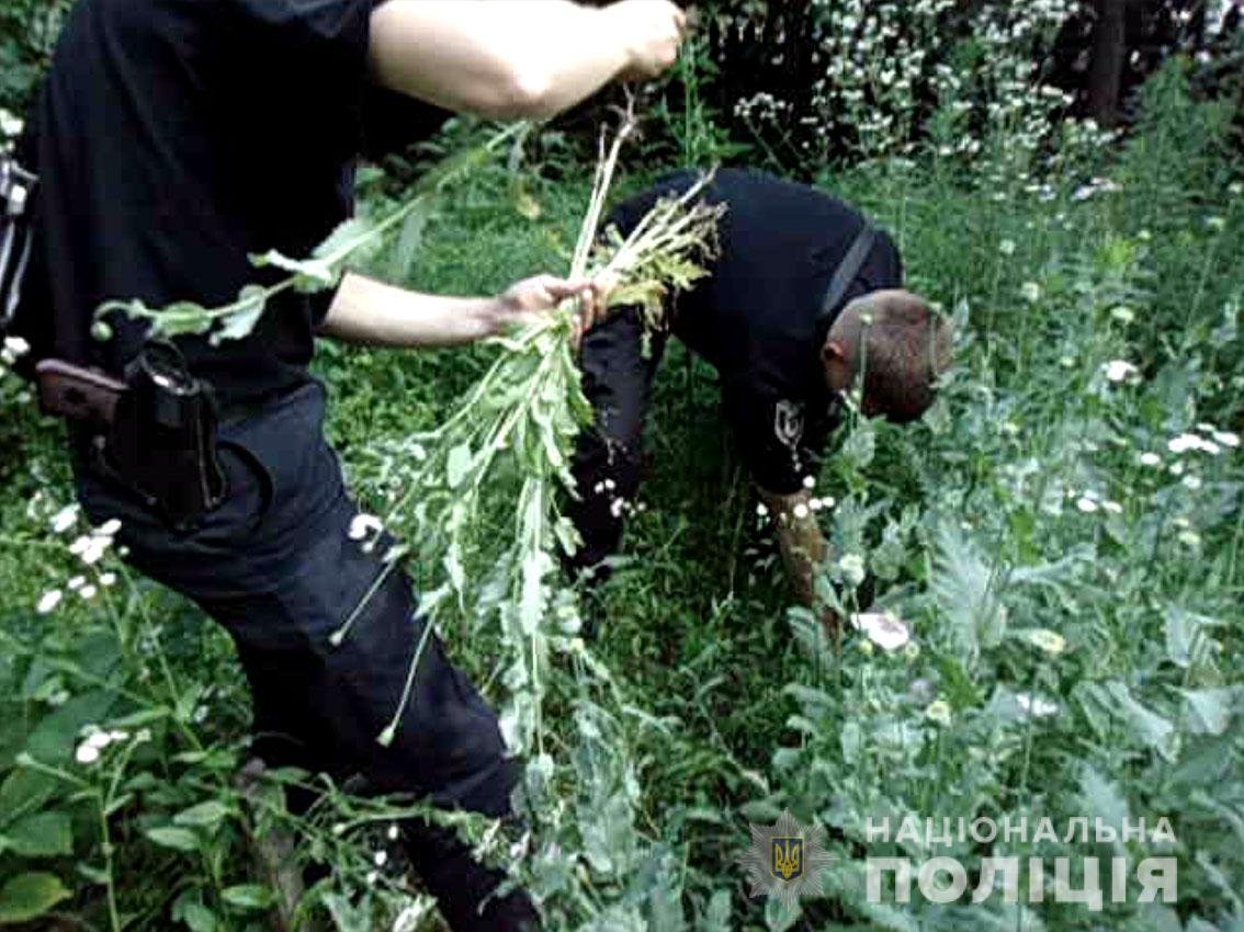 У дворі 46-річної чернігівки поліцейські виявили та знищили снодійний мак