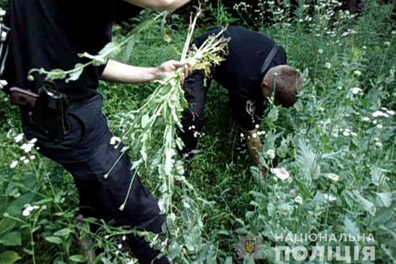 Чернігівські поліцейські знищили незаконний посів маку